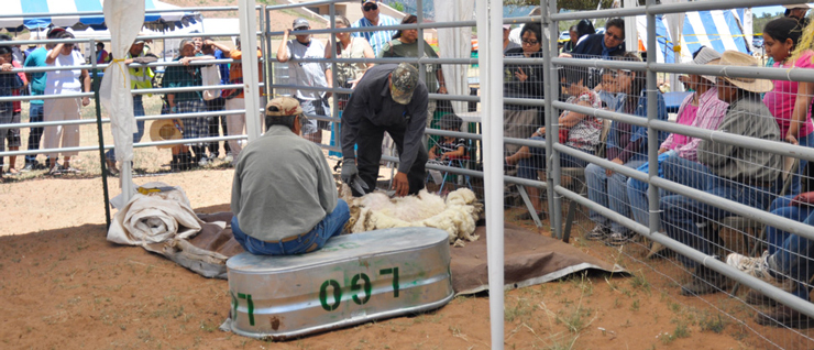 Sheep shearing demonstration at Sheep is Life, 2013