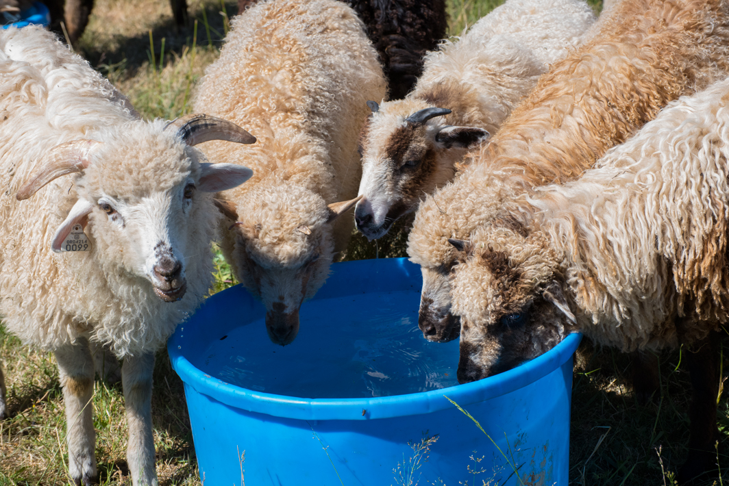 2015 Dot Ranch Navajo-Churro lambs