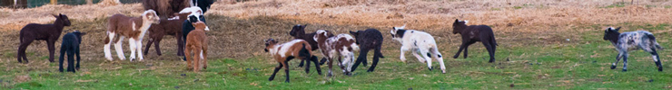 gamboling lambs at play