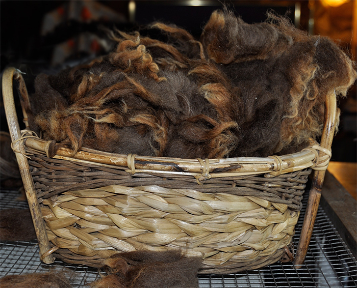 Basket of raw Navajo-Churro wool at Dot Ranch.