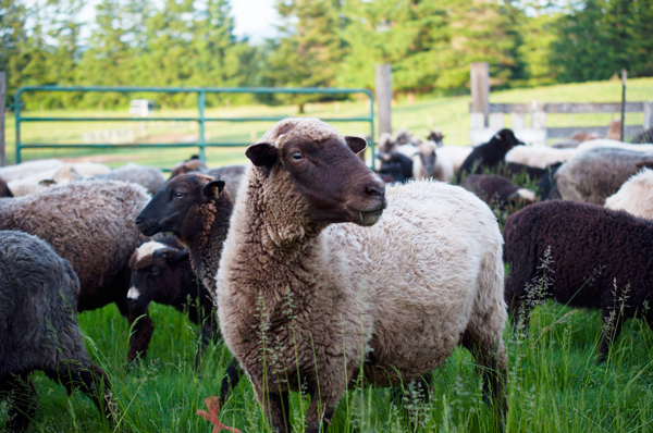 ewes and lambs