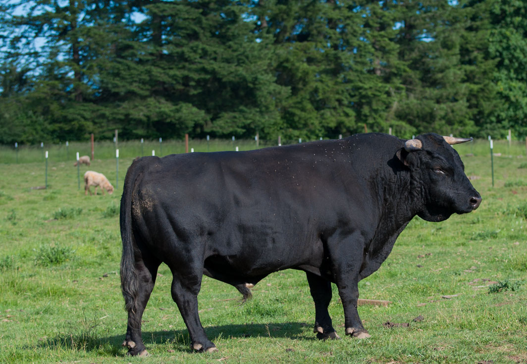 Bogart, an Irish Dexter Bull