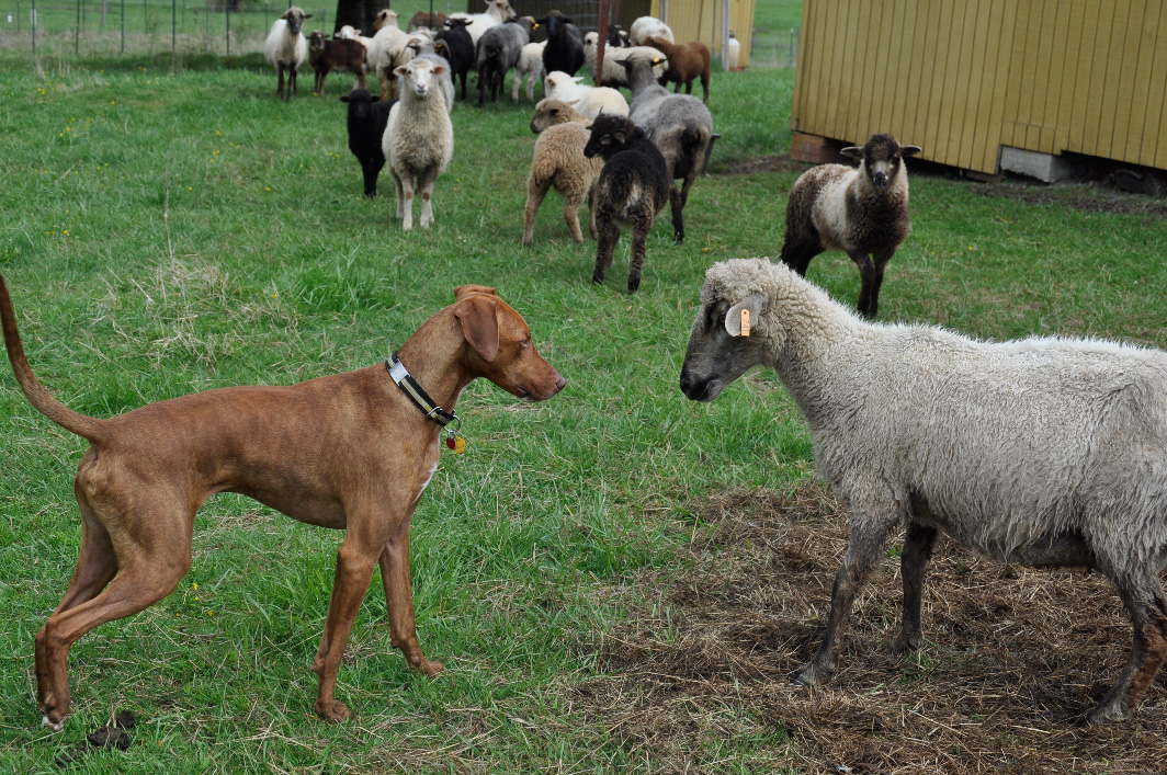 Carne and Champagne square off over lambs