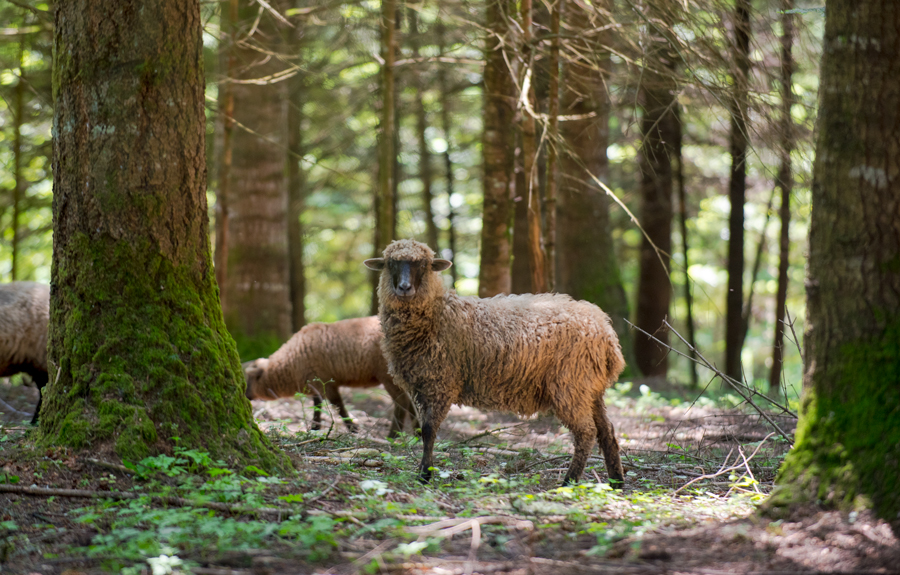 Ewe lamb in the forest