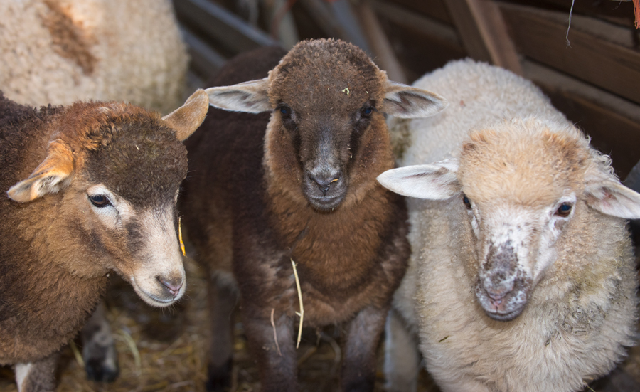 4 different colored lambs in the field