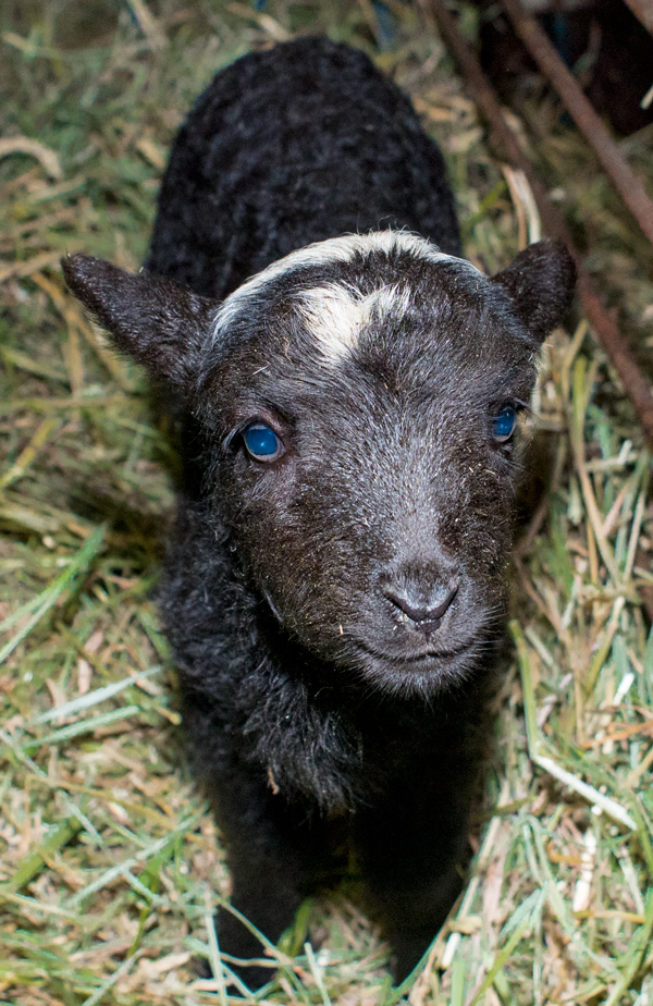 Ewe and lambs