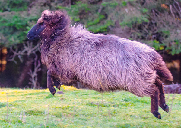 Ewe leaping in evening sunset