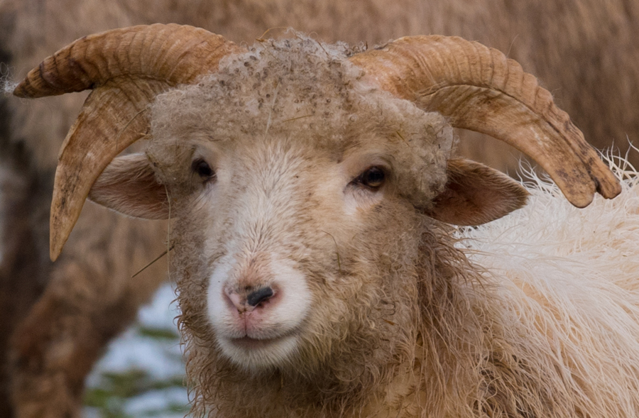 Jik, a Navajo Churro ram lamb