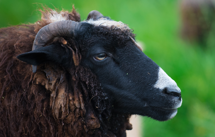 Navajo Churro ewe at Dot Ranch