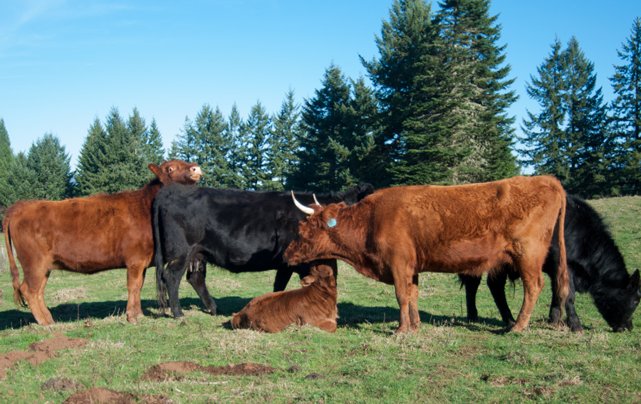Irish Dexter Cattle at Dot Ranch