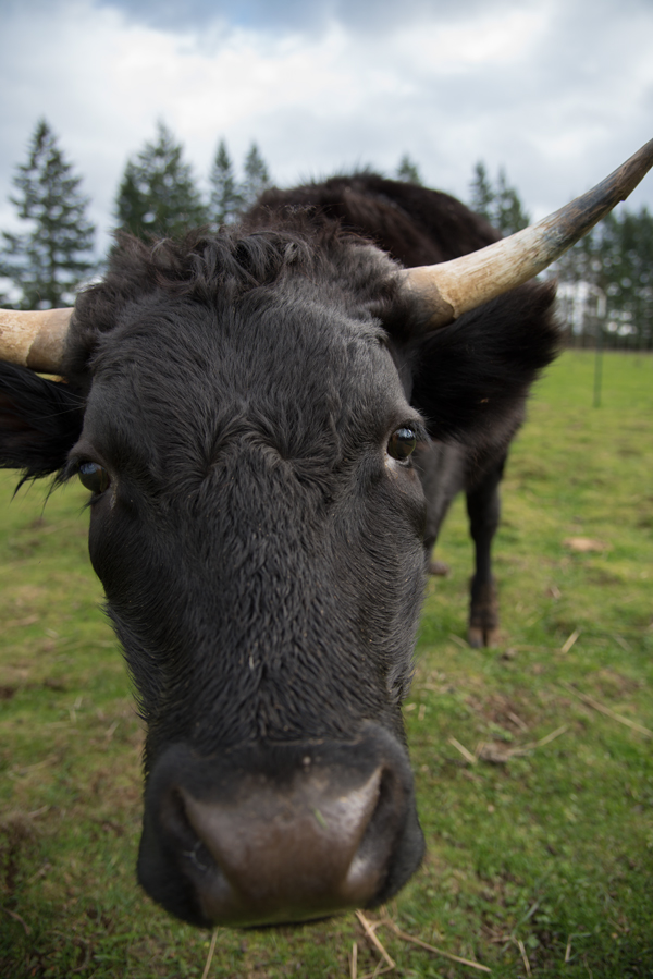 Irish Dexter steer