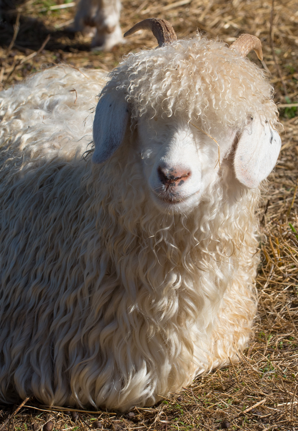 Pantera, a Navajo Angora Goat at Dot Ranch