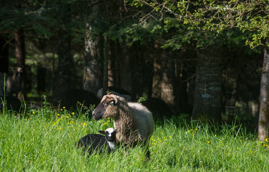 ewe with lamb