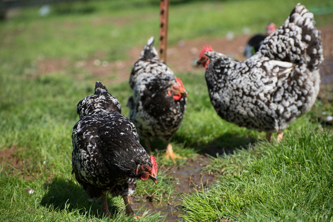 Mottled Java hens