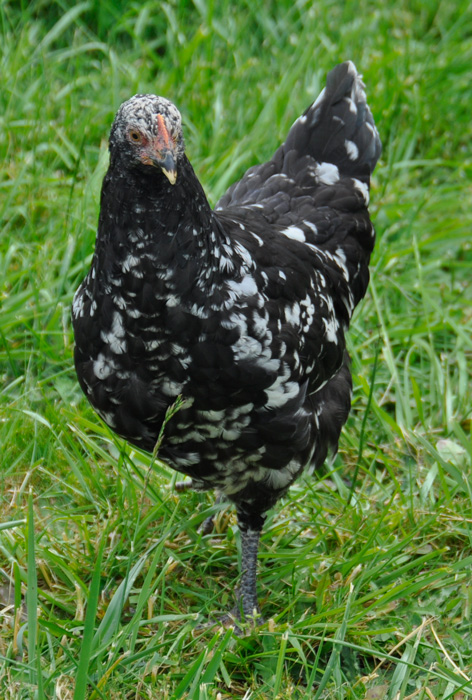 Mottled Java hen