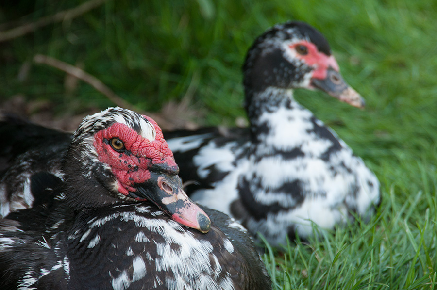 A Muscovy Duck pair at Dot Ranch