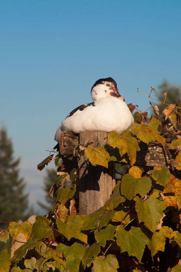 Duck in grape vines