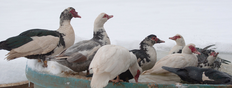 Muscovy Duck and Ducklings