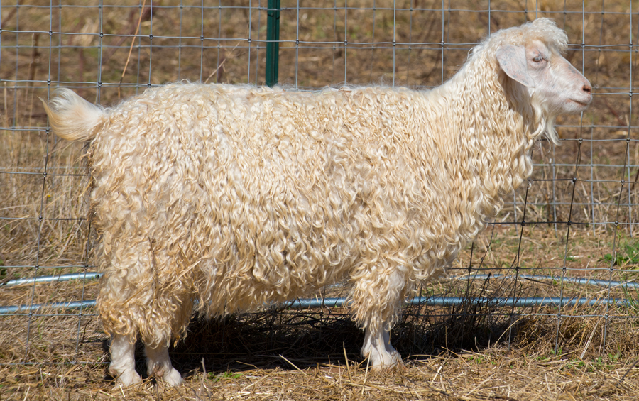 Polly, a Navajo Angora Goat at Dot Ranch