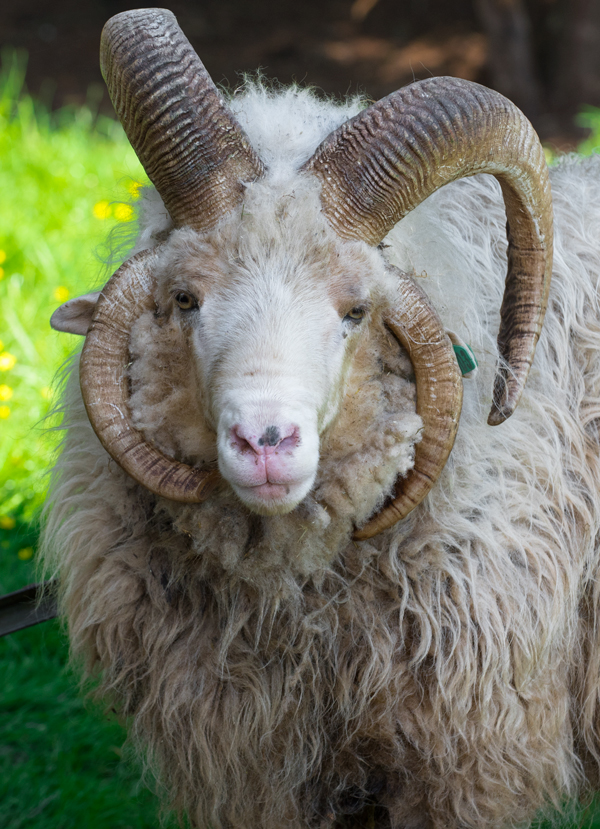 Huge mature ram