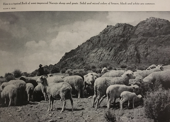 Image from Arizona Highways August 1950