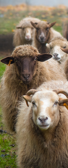 yearling ram