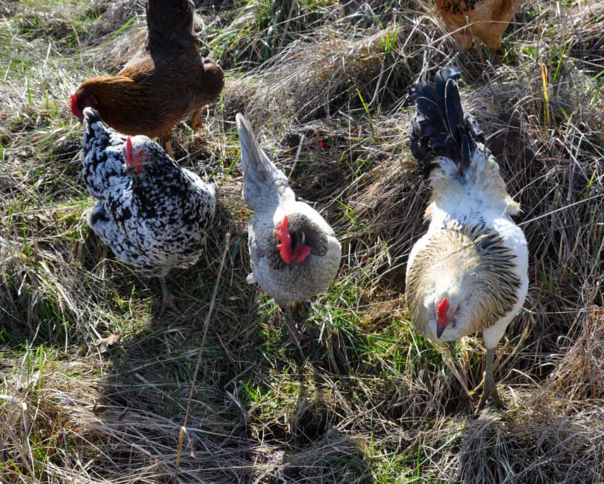 Mottled Java Chickens