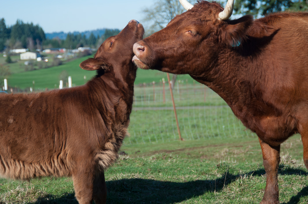 Irish Dexter Cow licking her calf clean