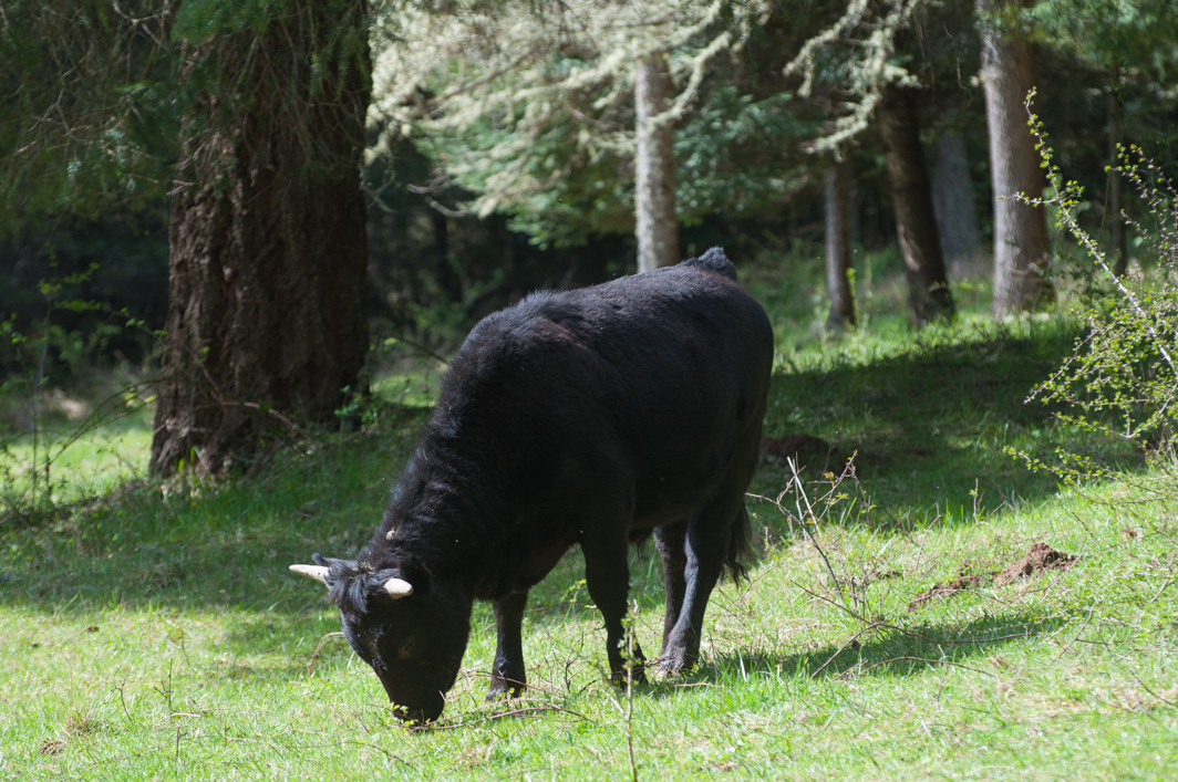 Irish Dexter Steer