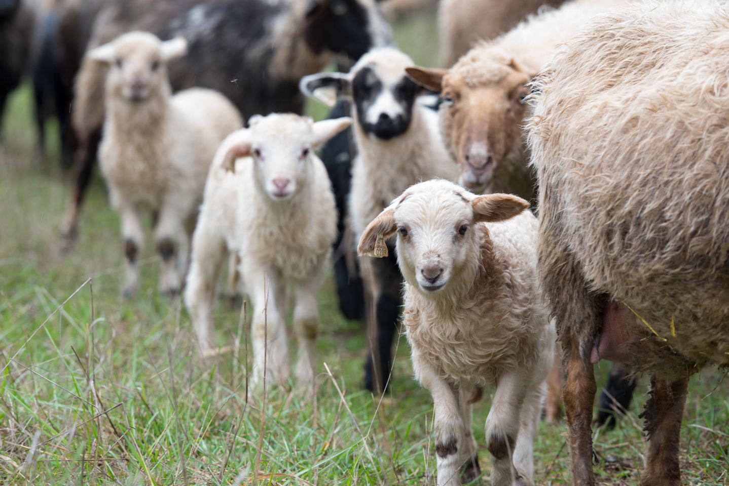 2019 Navajo Churro lambs in a row