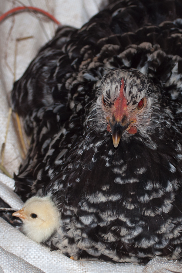 Mottled Java Hen with chicks
