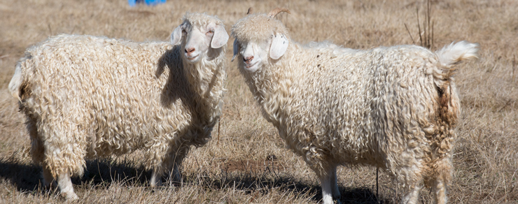 Navajo Angora Goats at Dot Ranch