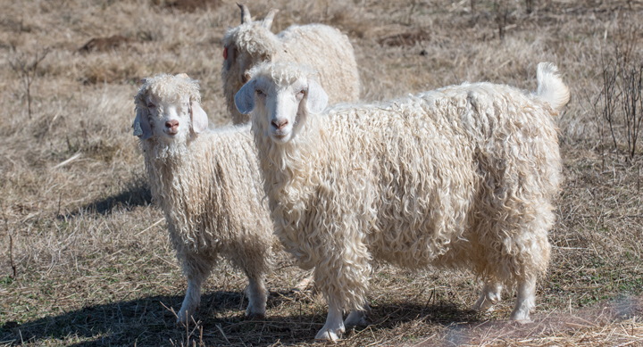 Navajo Angora Goats at Dot Ranch