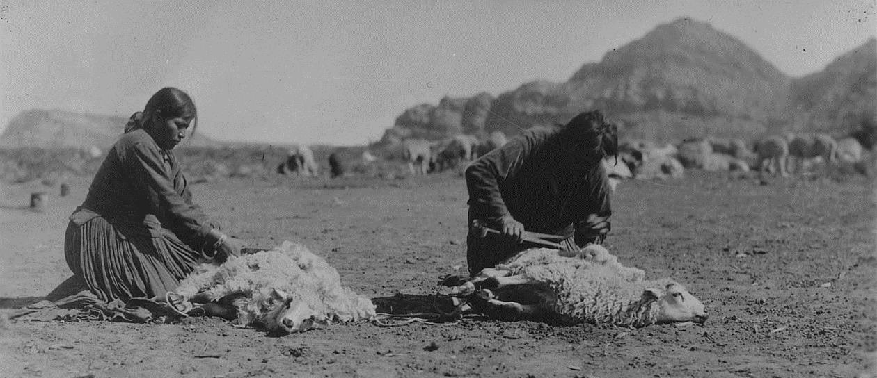 Navajo women shearing sheep.