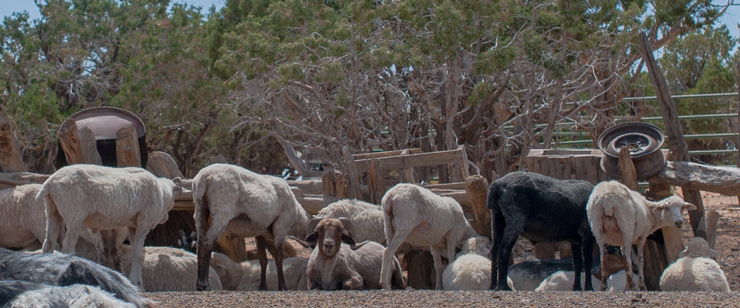 Red Willow Springs flock