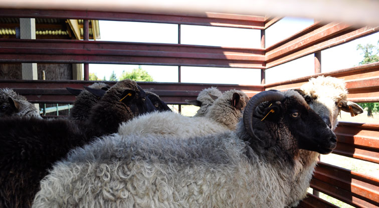 Sheep in trailer