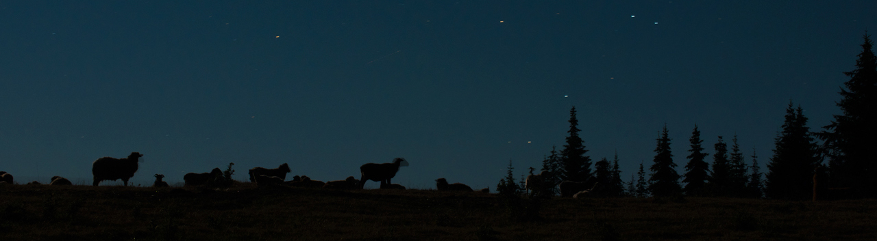 Sheep at Night