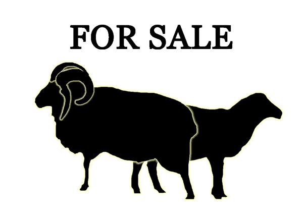 Livestock for Sale at Dot Ranch