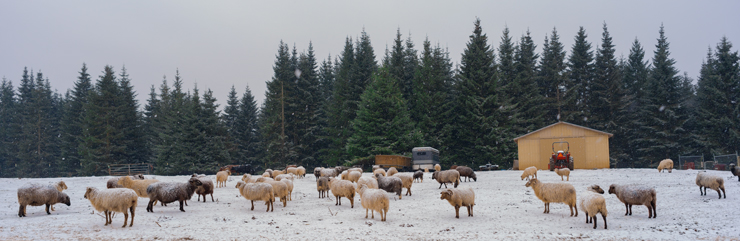 Snow Sheep