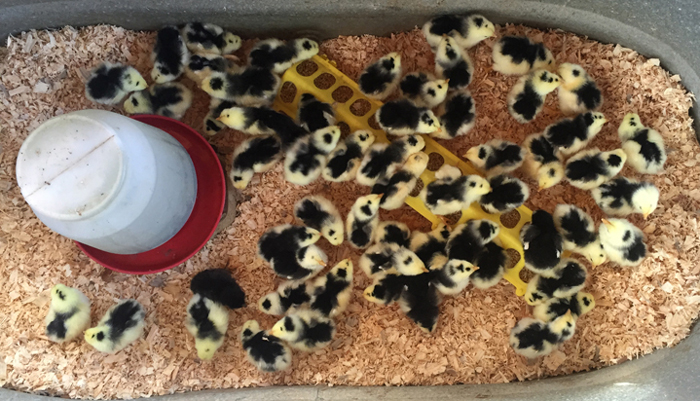 Tub of Chicks