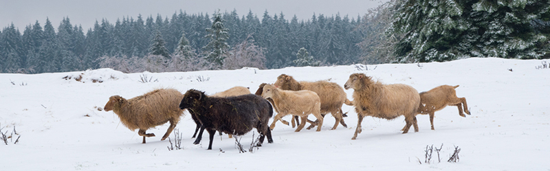 Flock running in snow